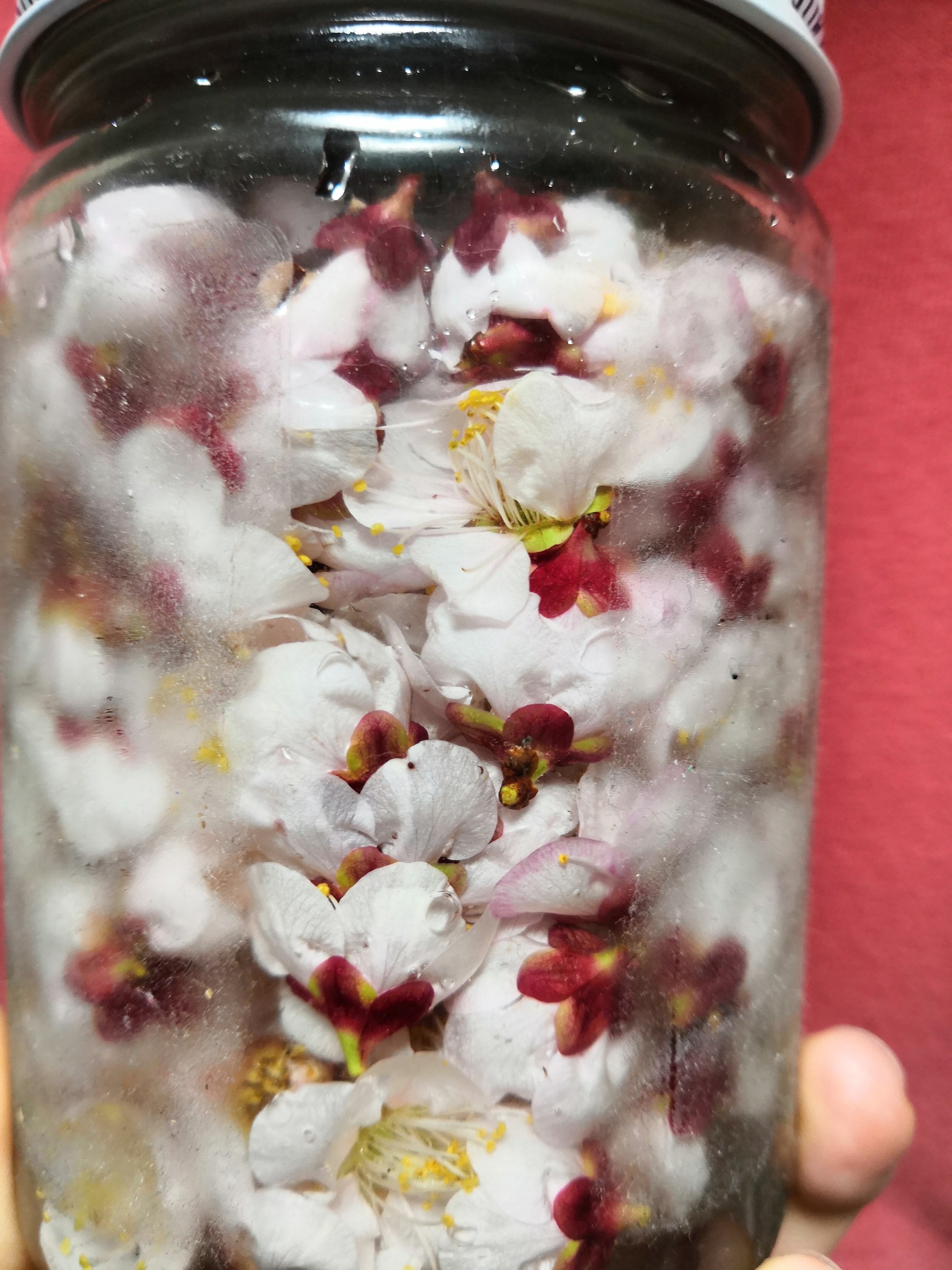 梅の花酵母化粧水